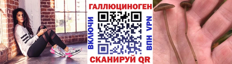 наркотики  Клинцы  Псилоцибиновые грибы MAGIC MUSHROOMS 