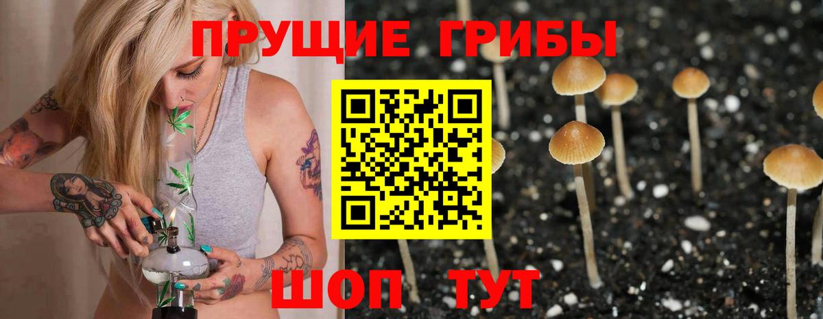 как найти наркотики  Вход с VPN  Клинцы  Псилоцибиновые грибы GOLDEN TEACHER 